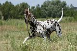 DALMATIEN 342